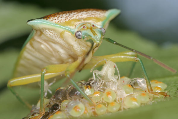 エサキモンキツノカメムシ 幼虫の脱皮 海野和男のデジタル昆虫記 緑のgoo