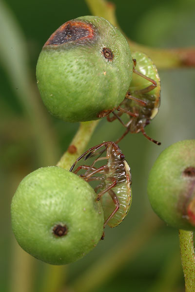 エサキモンキツノカメムシの幼虫
