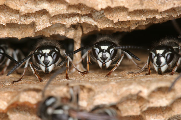 巣内の働きバチ
