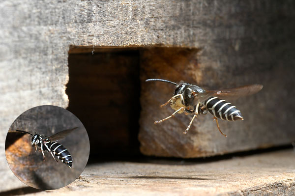 巣に餌を運ぶクロスズメバチ