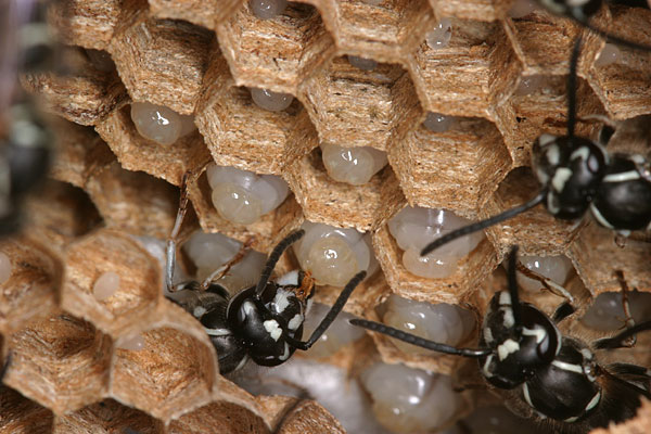 クロスズメバチの巣内