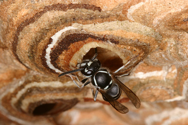 外壁を作るクロスズメバチ