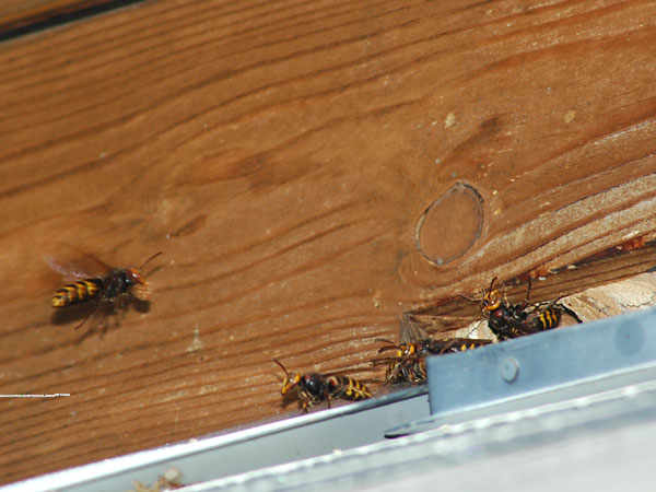 壁に巣を作ったモンスズメバチ