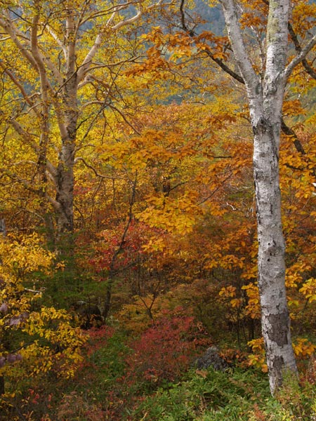 秋色の林
