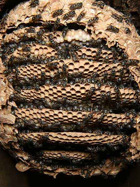 飼育中のクロスズメバチの巣