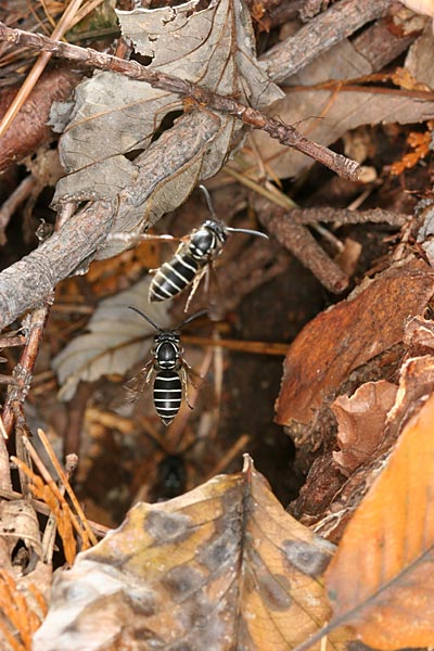 クロスズメバチ　カラマツ林に見つけた巣穴