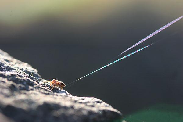 糸を飛ばすクモ 海野和男のデジタル昆虫記 緑のgoo