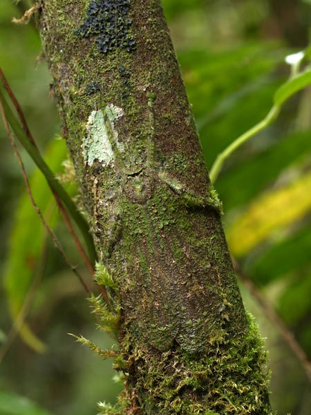 苔に似たキリギリス
