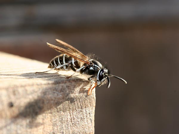 巣箱のクロスズメバチ