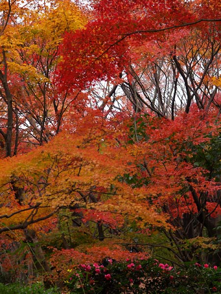 東京の紅葉はまっ盛り