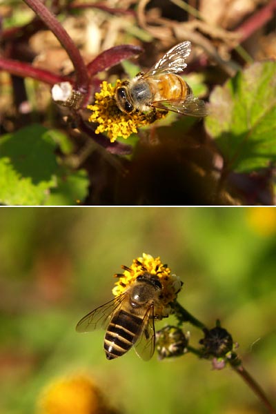 セイヨウミツバチとニホンミツバチ