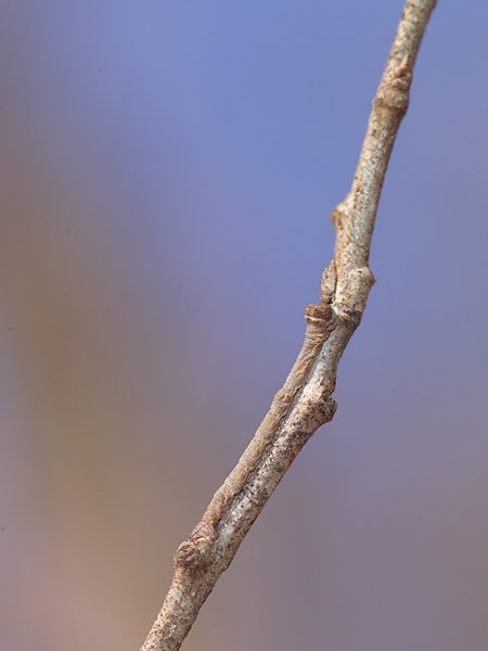 シャクガの幼虫の越冬