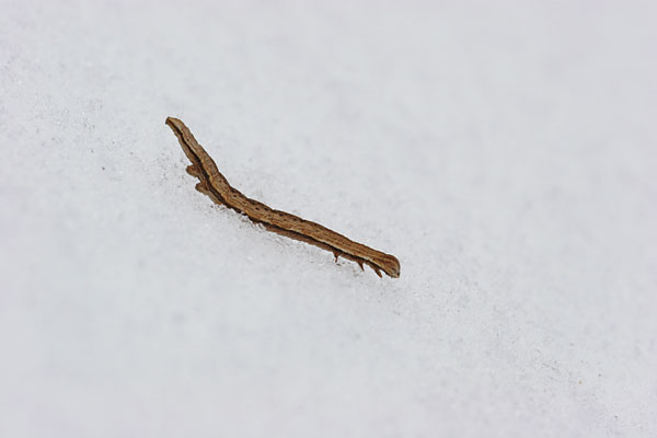 雪の上のガの幼虫