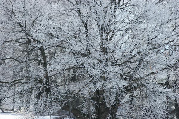 霧氷のついたクリの木