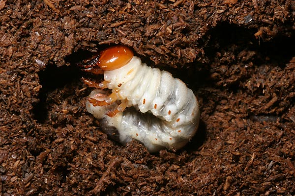ミヤマクワガタの幼虫