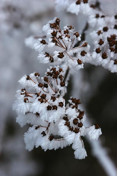 霧氷のついた植物