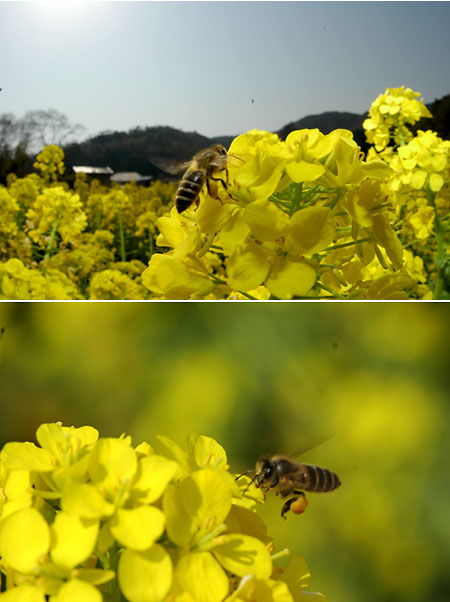 ナノハナ畑のミツバチ