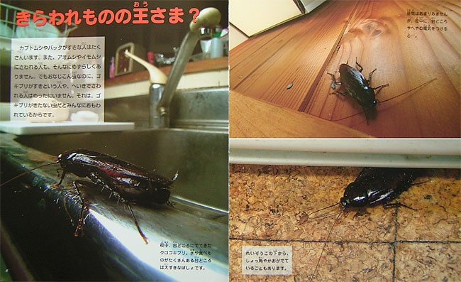 新しく出た本(虫のくらし写真館） - 海野和男のデジタル昆虫記 - 緑のgoo