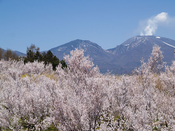 浅間山とコヒガンザクラ
