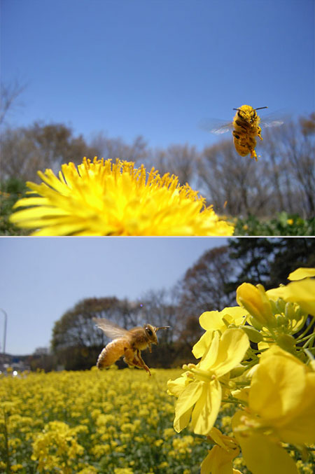 Caplio　GX8で撮ったミツバチの飛翔
