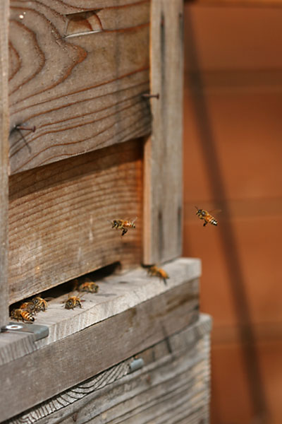 巣箱にやってきたミツバチ