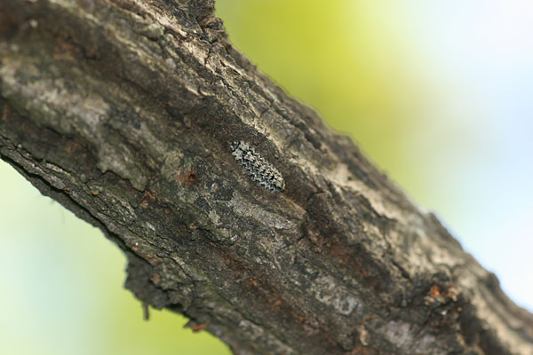 クロミドリシジミの幼虫