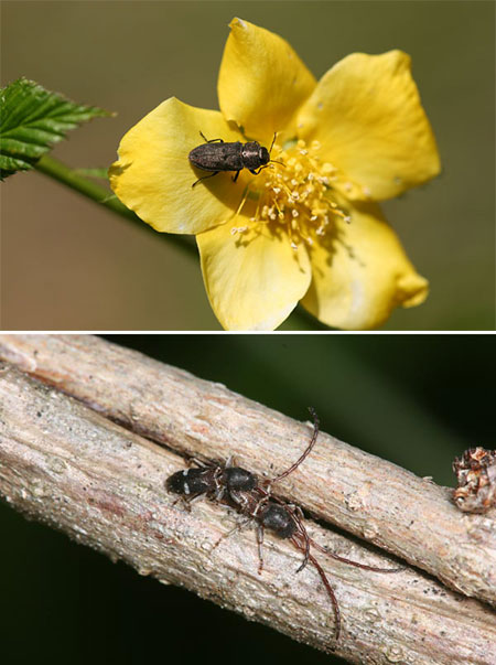 甲虫2種（クロヒメヒラタタマムシ、ヒシカミキリ）
