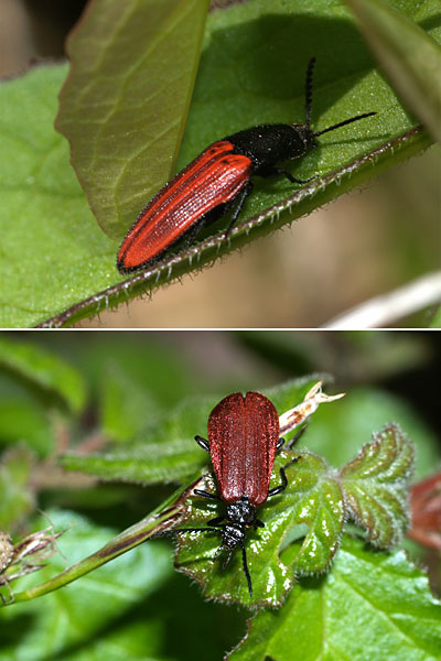 赤と黒の甲虫には毒がある？