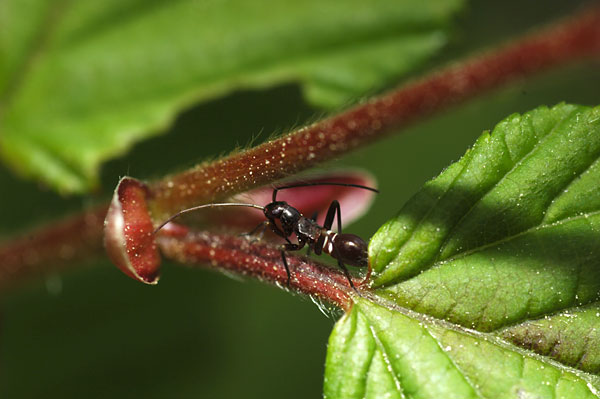 アリに似たカメムシの幼虫