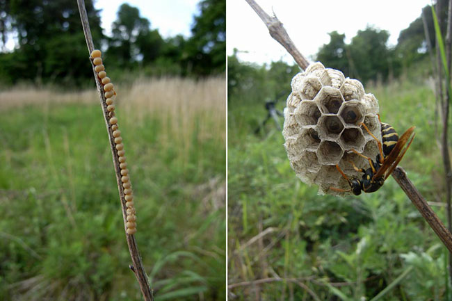フタモンアシナガバチの巣とキバネツノトンボの卵