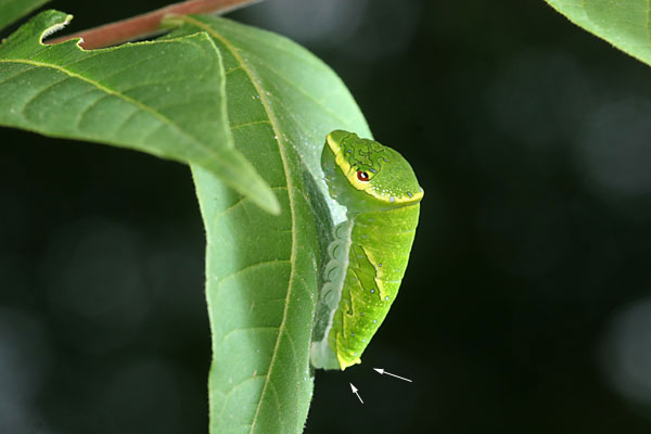ミヤマカラスアゲハの終齢幼虫