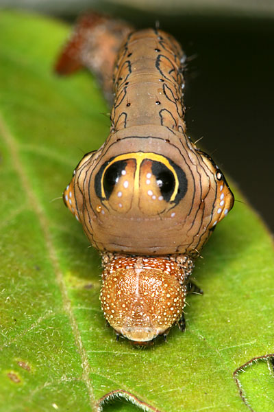 オオゴマダラエダシャクの幼虫