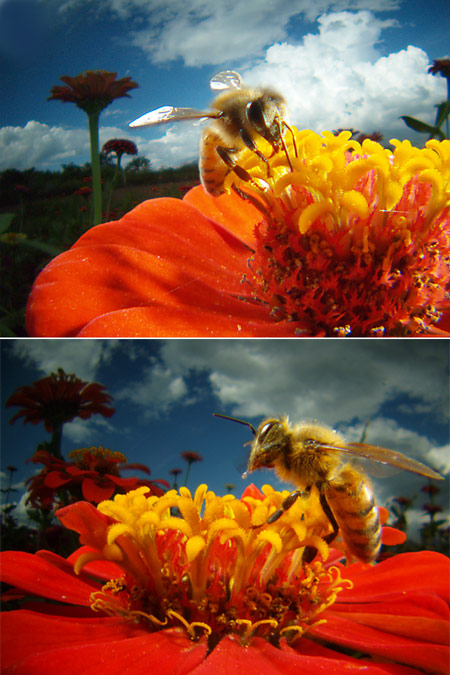 ミツバチを改造レンズで撮る