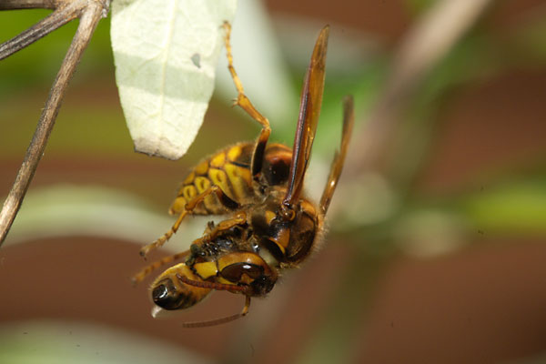 ミツバチを食べるキイロスズメバチ