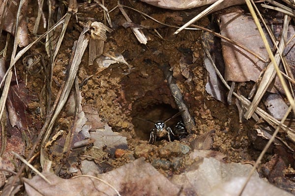 クロスズメバチの巣穴
