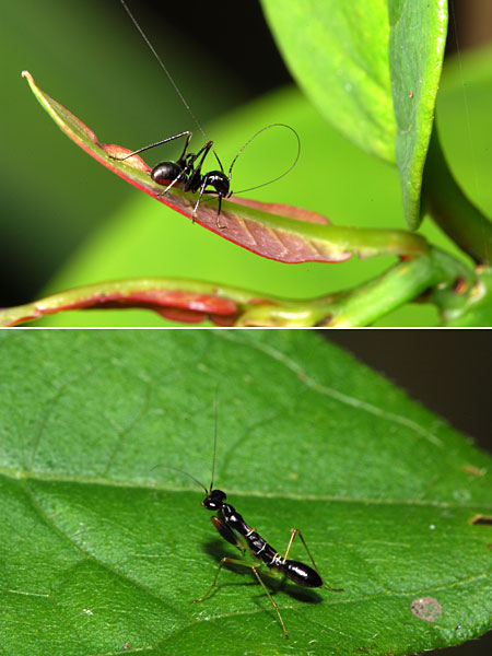 アリに擬態した虫２種