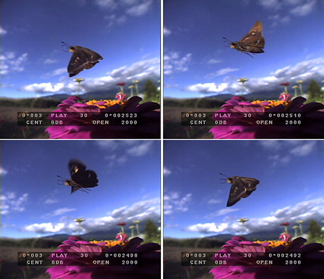 高速度カメラで捉えたイチモンジセセリの飛翔