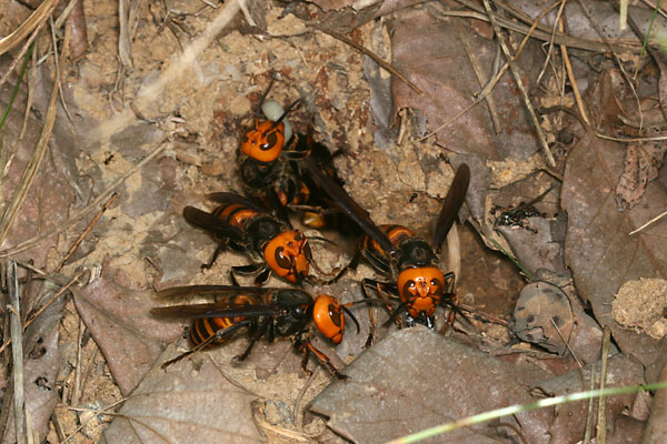 クロスズメバチの巣を襲うオオスズメバチ