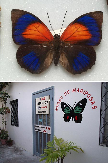 昆虫博物館