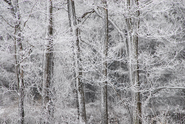 雪の雑木林