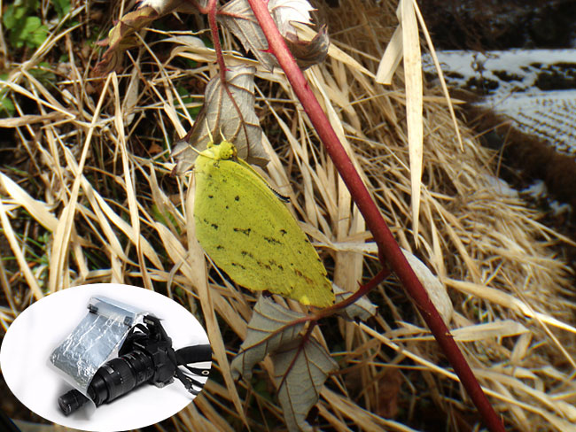 キチョウの越冬を虫の眼レンズで撮影(E-500)