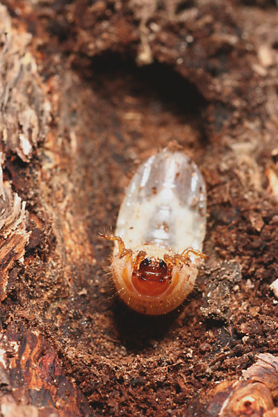 ハナムグリの幼虫