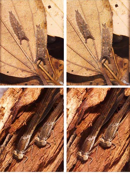 立体写真（オオムラサキ幼虫とオツネントンボ）