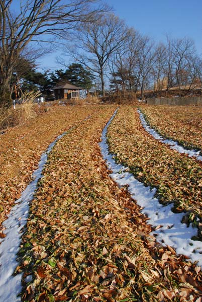 冬のナノハナ畑