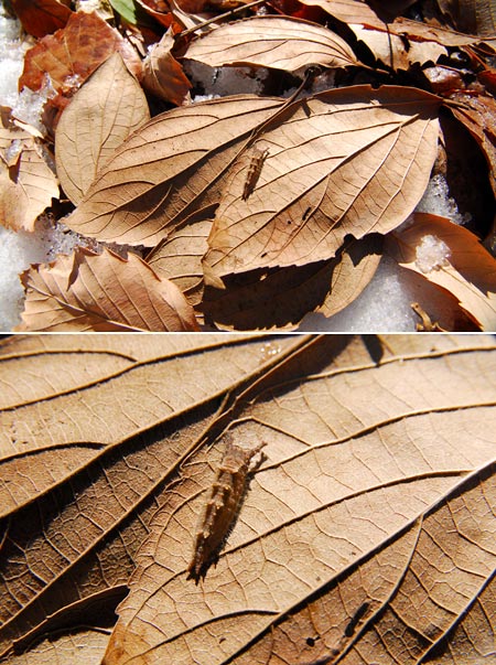 オオムラサキの幼虫（シグマ17-70mmF2.8-4.5DC MACRO）