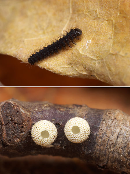 ウスバシロチョウの１齢幼虫