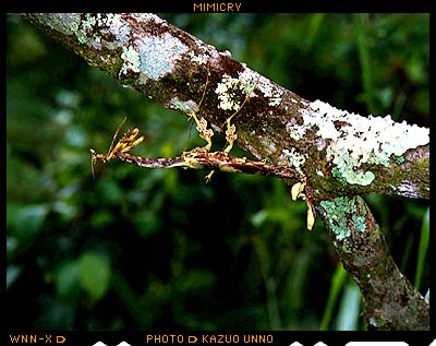 オオカレエダカマキリ（マレーシア） - 海野和男のデジタル昆虫記 - 緑 