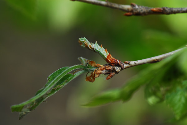カギシロスジアオシャクの幼虫
