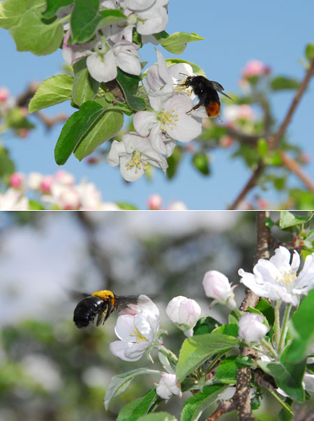 リンゴの花とハチ