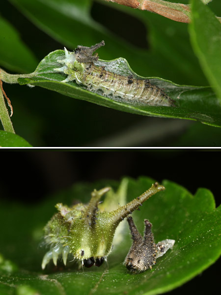 オオムラサキ幼虫の脱皮